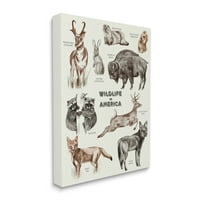 Stupell Industries vadon élő állatok Amerikában Különböző állatok részletes illusztrációk Chart Canvas Wall Art, 20, Design by